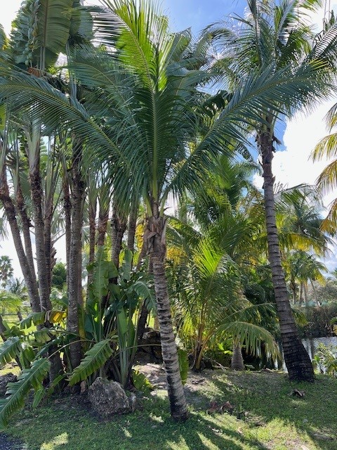 cocos-nucifera-coconut-palm