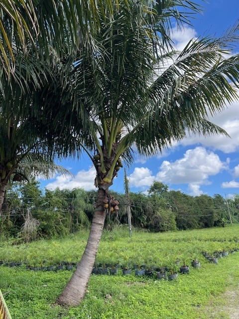 cocos-nucifera-coconut-palm