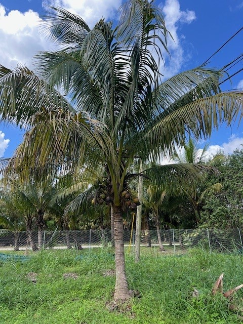 cocos-nucifera-coconut-palm