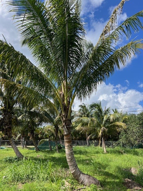 cocos-nucifera-coconut-palm