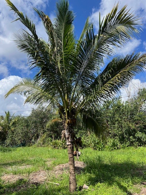 cocos-nucifera-coconut-palm