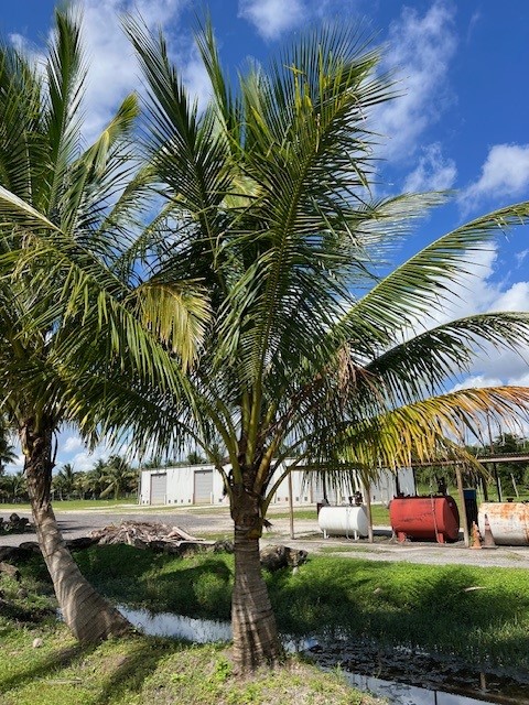 cocos-nucifera-coconut-palm