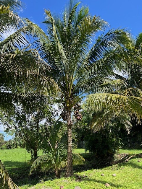 cocos-nucifera-coconut-palm