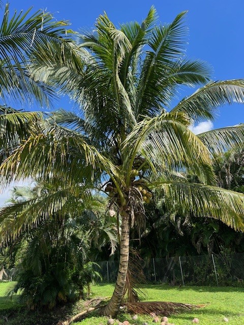 cocos-nucifera-coconut-palm