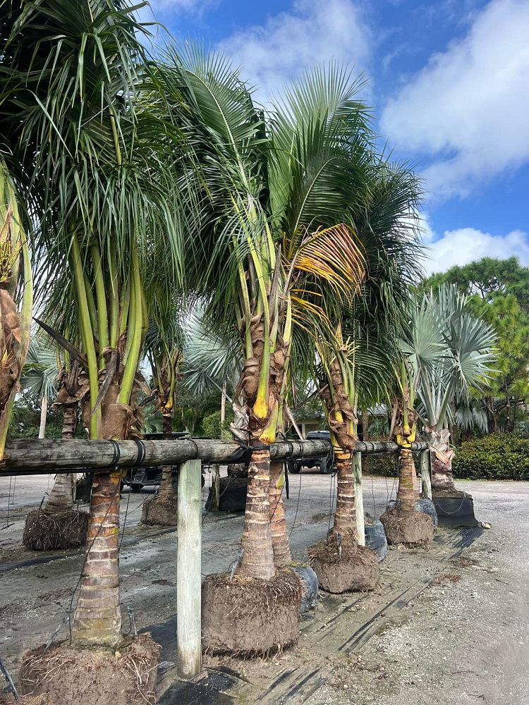 cocos-nucifera-coconut-palm