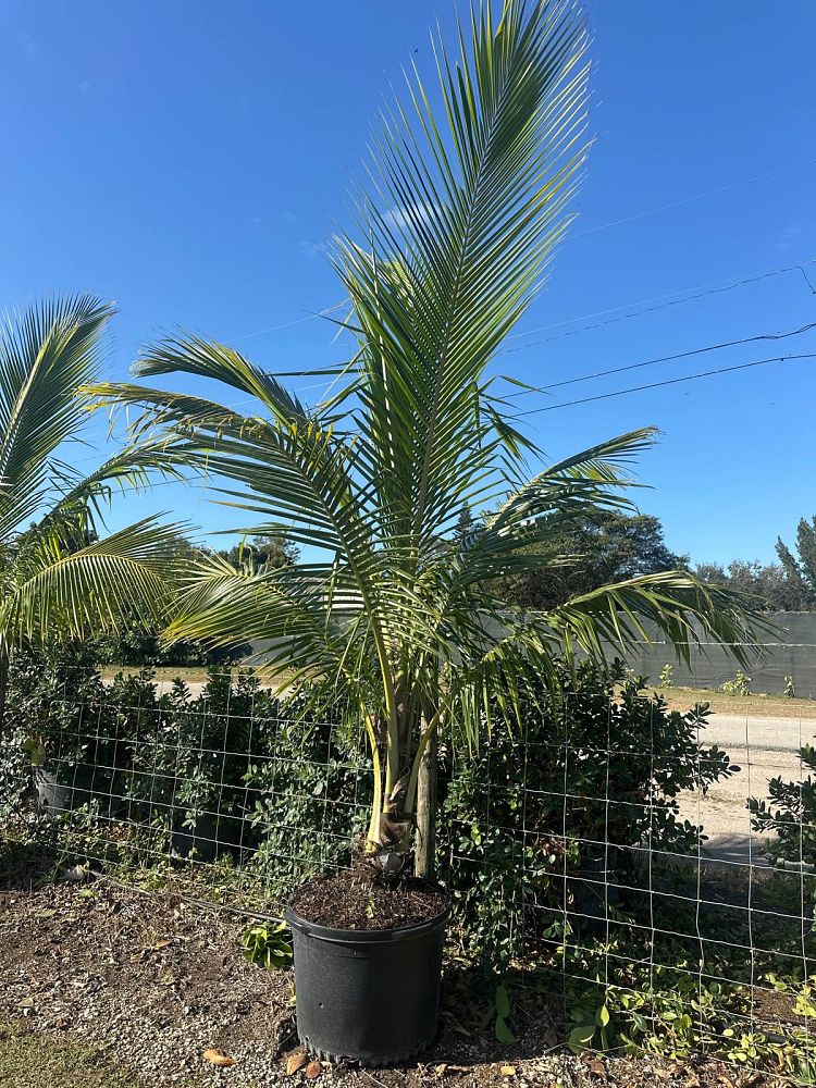 cocos-nucifera-coconut-palm