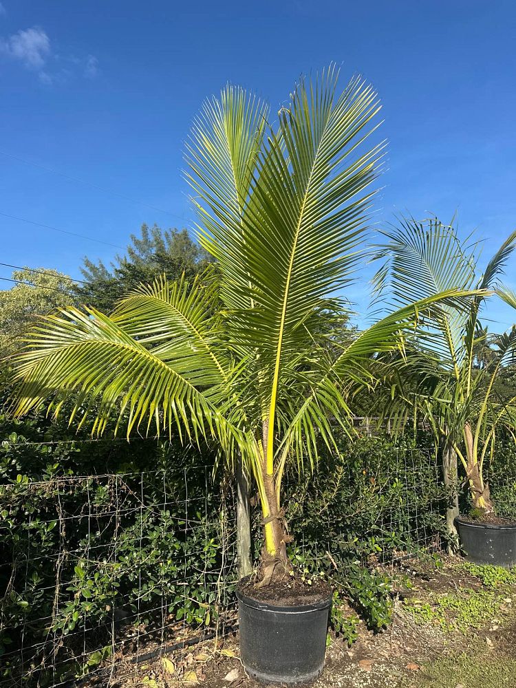 cocos-nucifera-coconut-palm