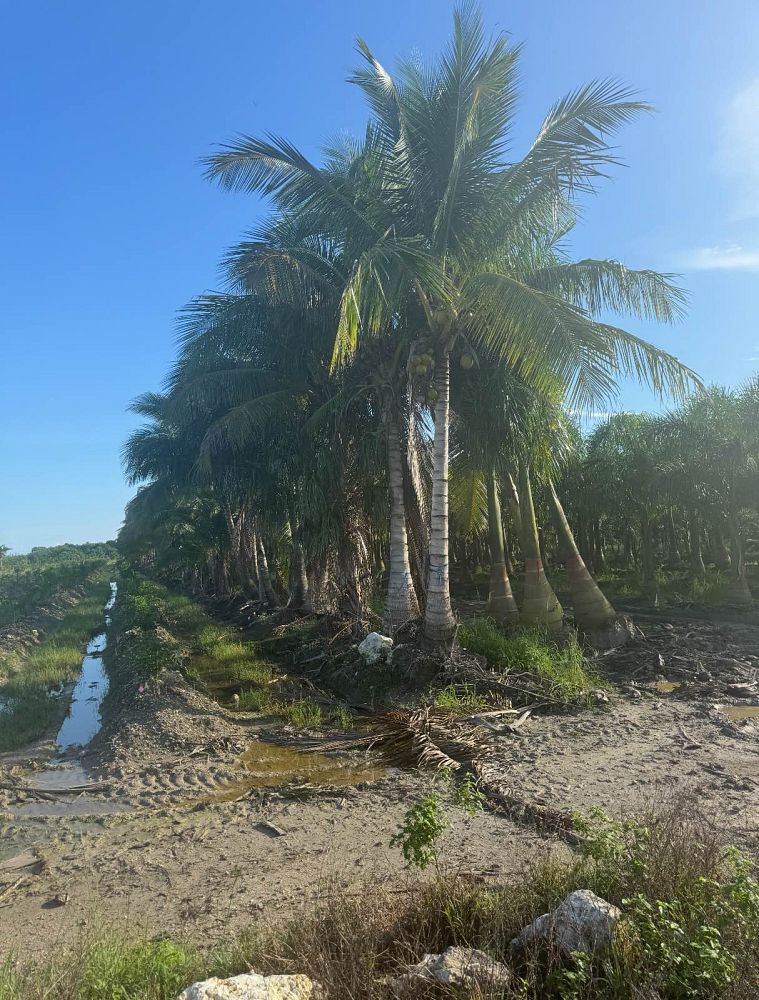 cocos-nucifera-coconut-palm