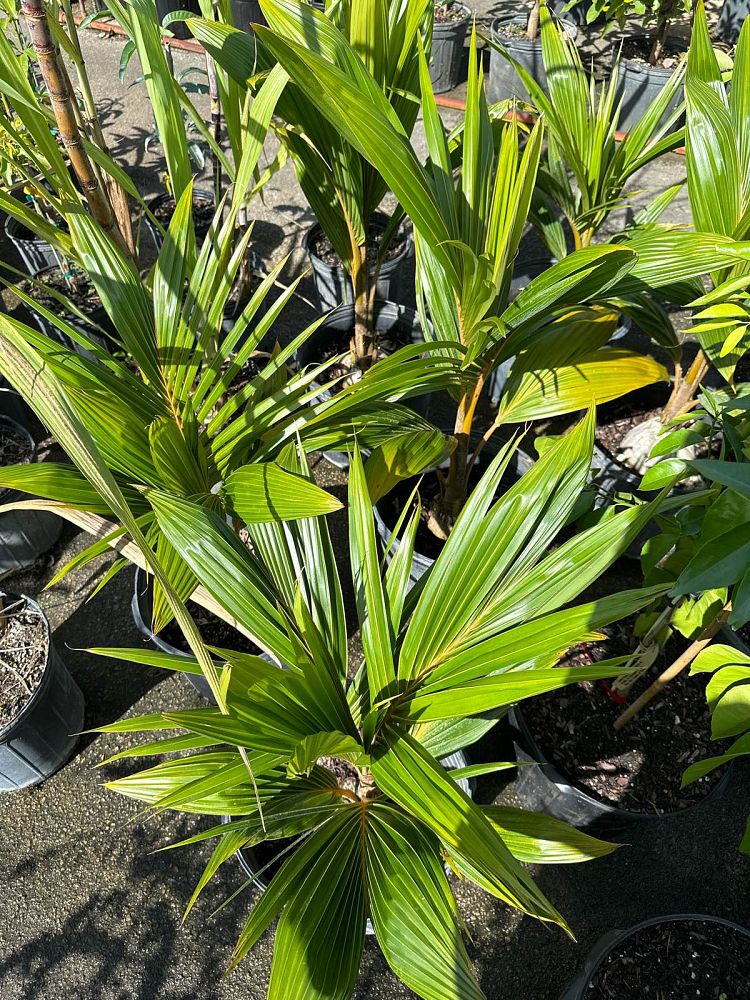 cocos-nucifera-fiji-dwarf-coconut-palm