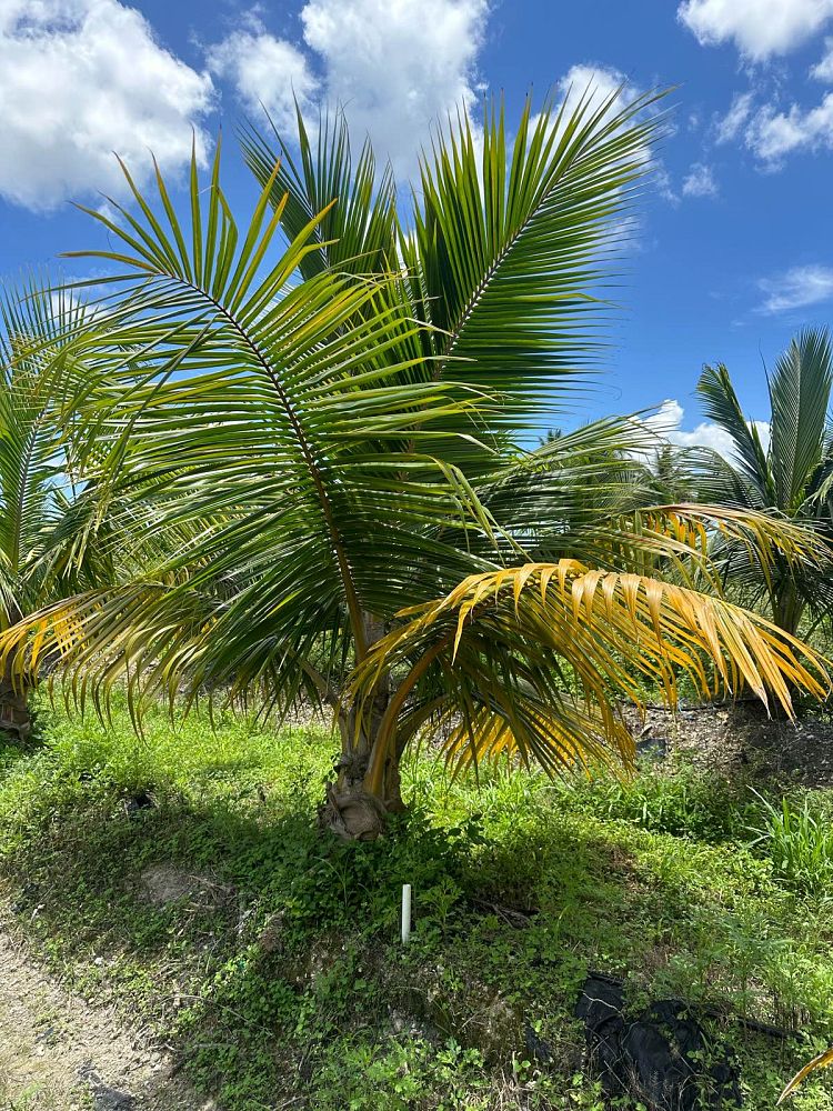 cocos-nucifera-fiji-dwarf-coconut-palm