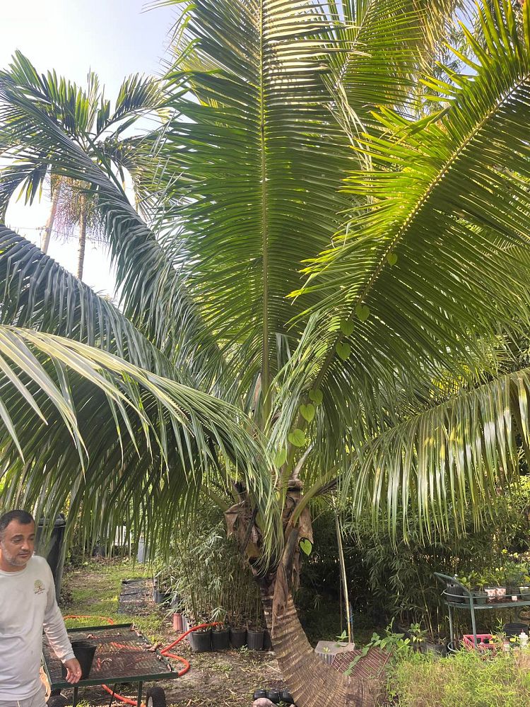 cocos-nucifera-fiji-dwarf-coconut-palm