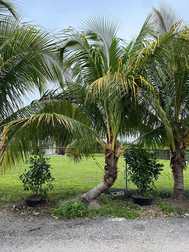 cocos-nucifera-golden-maypan-coconut-palm