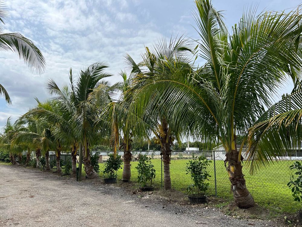 cocos-nucifera-golden-maypan-coconut-palm