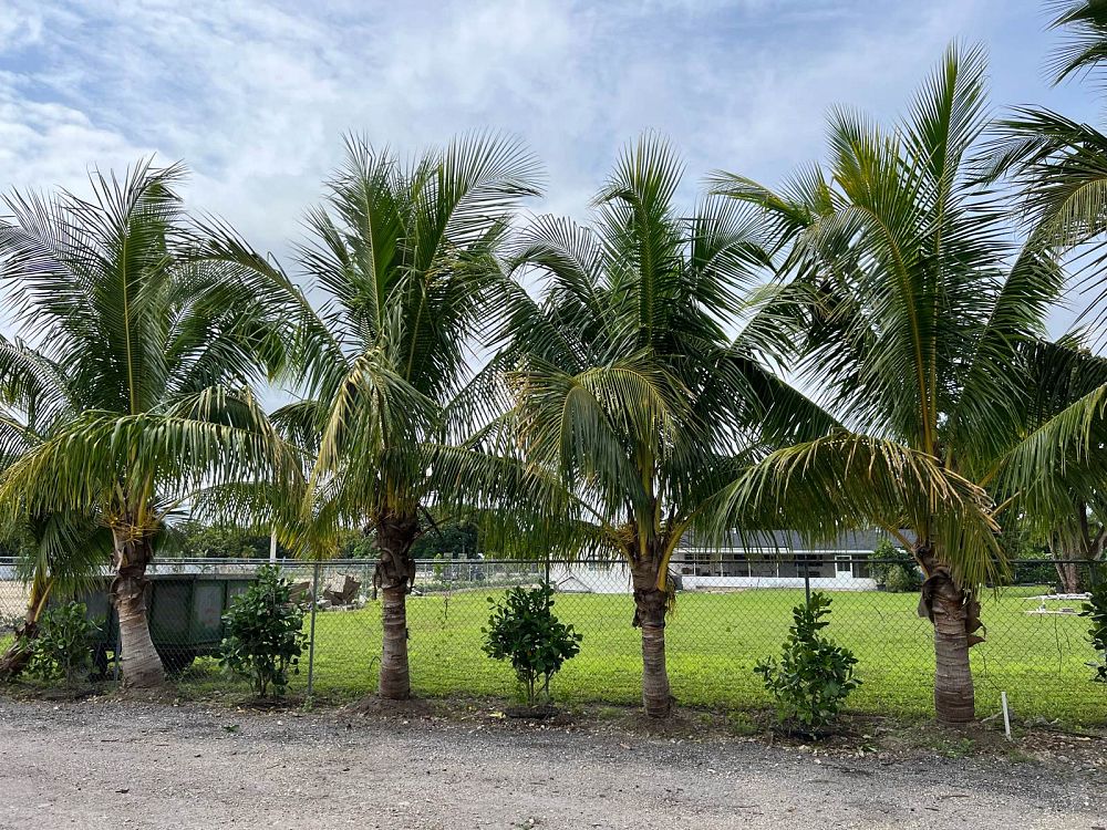 cocos-nucifera-golden-maypan-coconut-palm