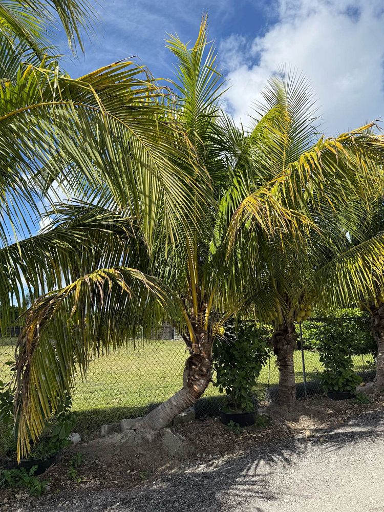 cocos-nucifera-golden-maypan-coconut-palm