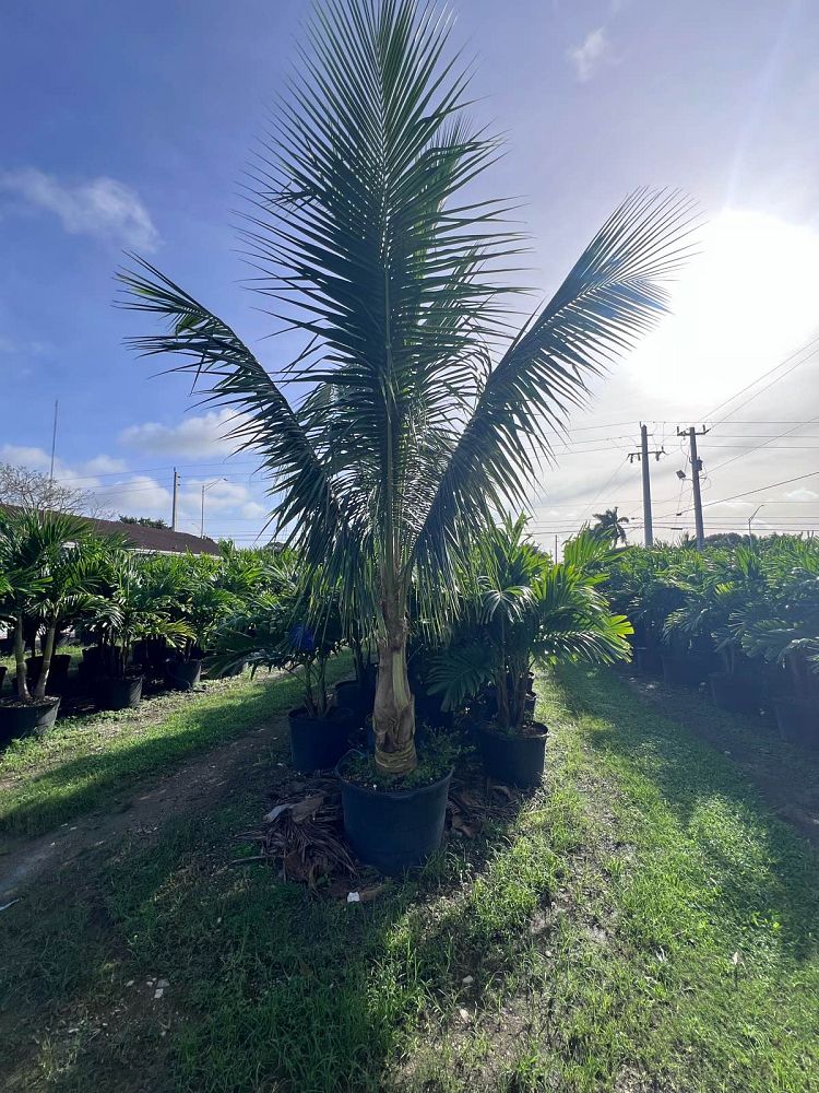 cocos-nucifera-green-malayan-coconut-palm