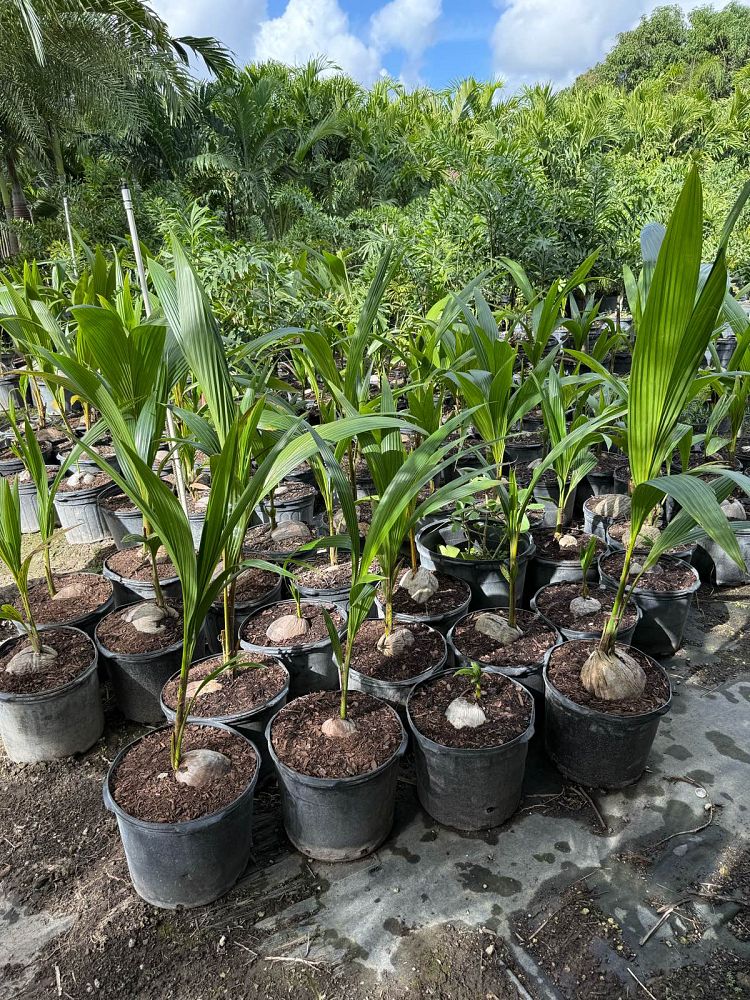 cocos-nucifera-green-malayan-coconut-palm