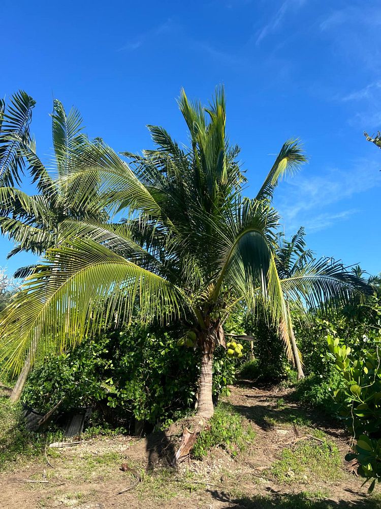 cocos-nucifera-green-malayan-coconut-palm