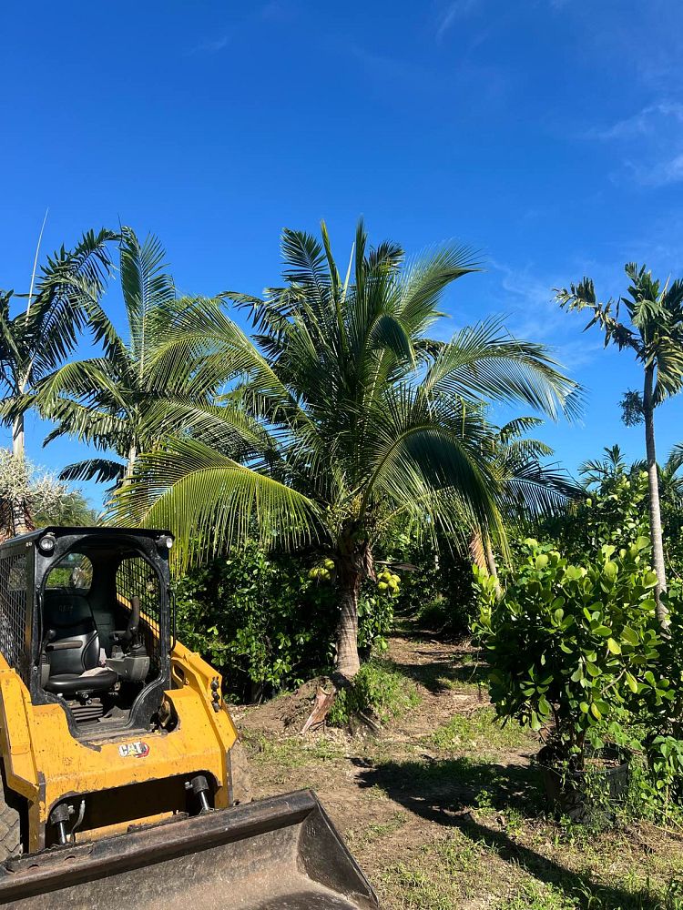 cocos-nucifera-green-malayan-coconut-palm