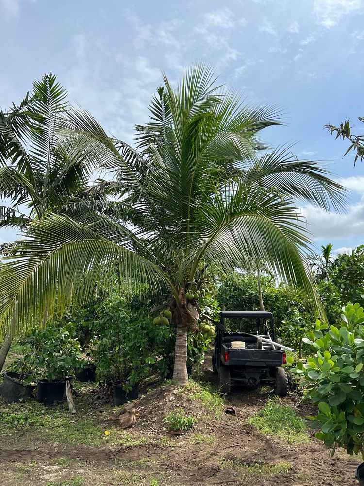 cocos-nucifera-green-malayan-coconut-palm