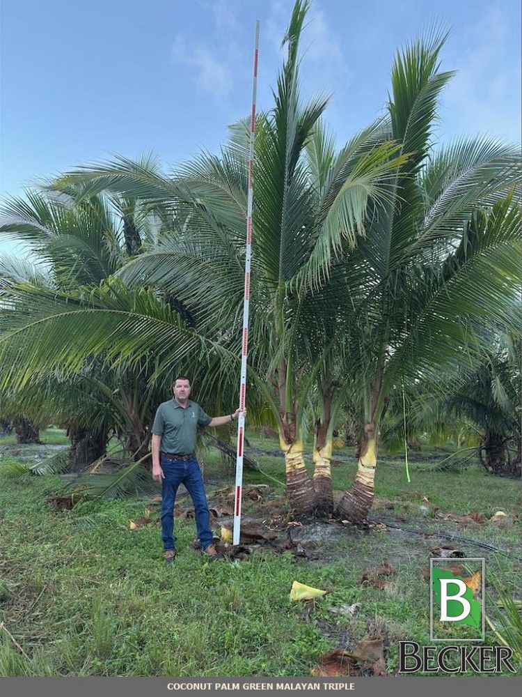 cocos-nucifera-green-malayan-coconut-palm