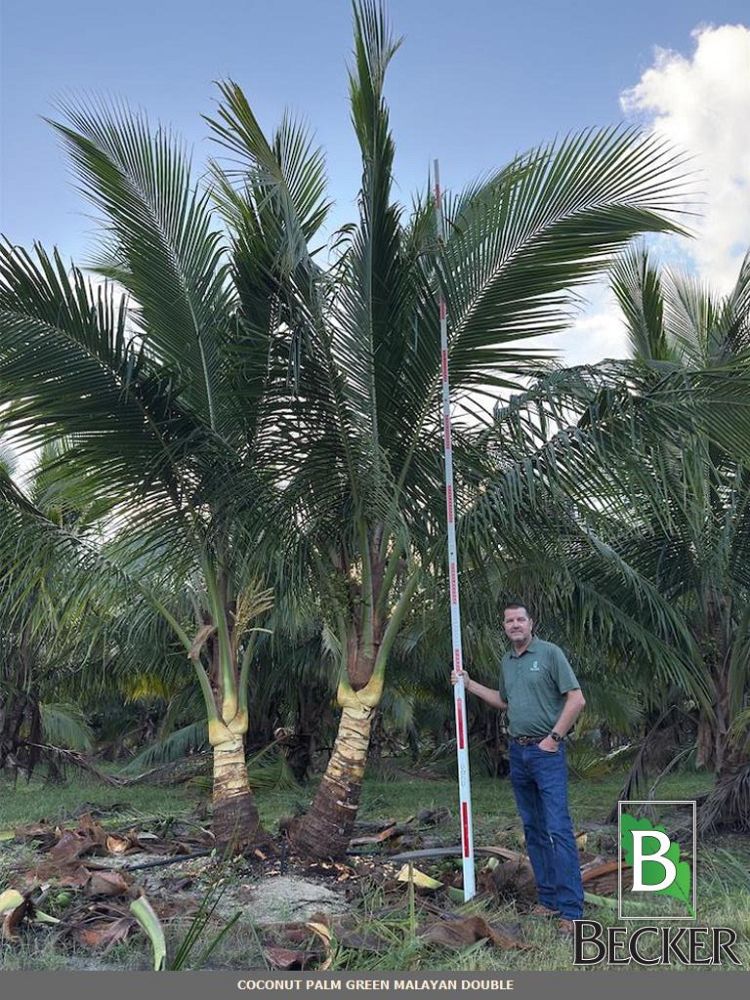 cocos-nucifera-green-malayan-coconut-palm