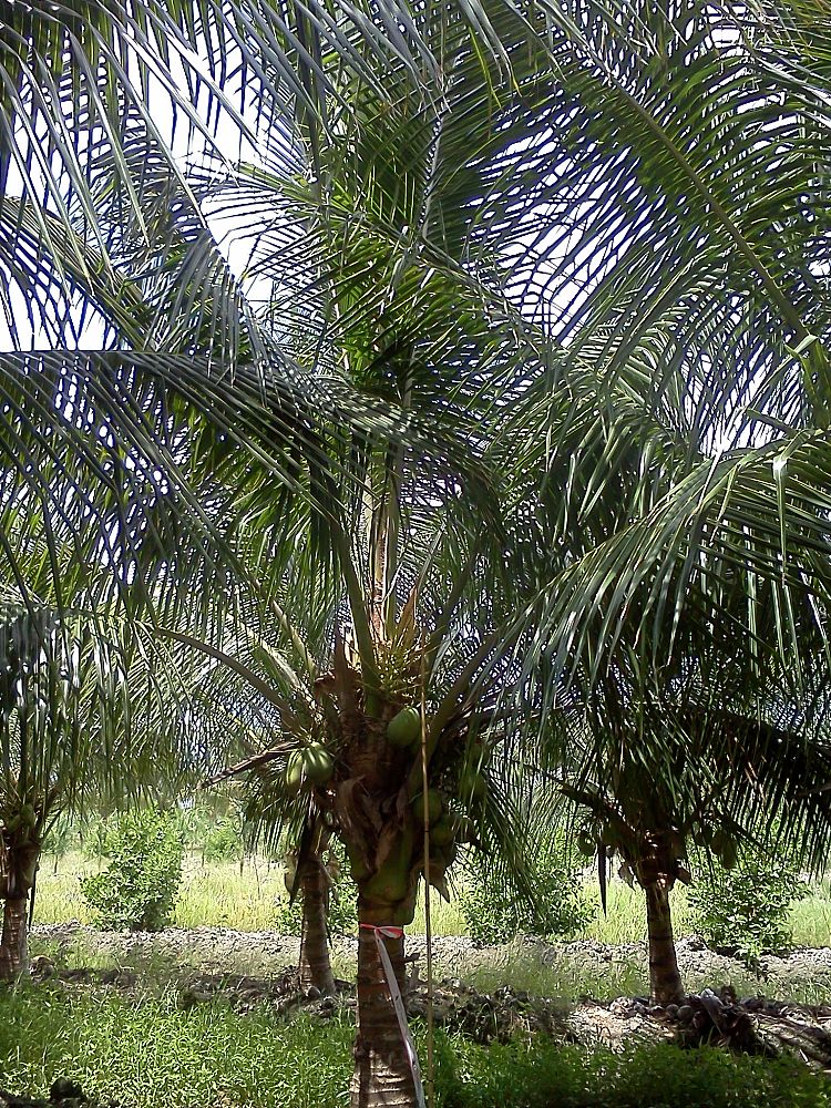 cocos-nucifera-green-malayan-coconut-palm