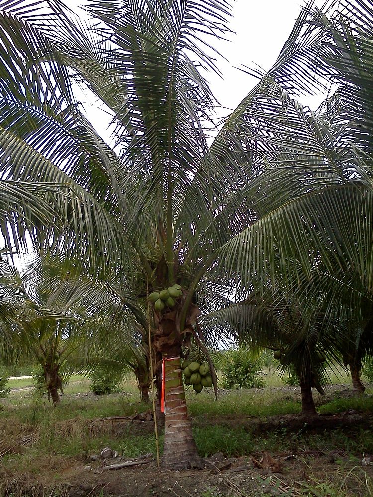 cocos-nucifera-green-malayan-coconut-palm