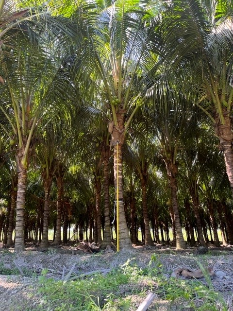 cocos-nucifera-green-malayan-coconut-palm