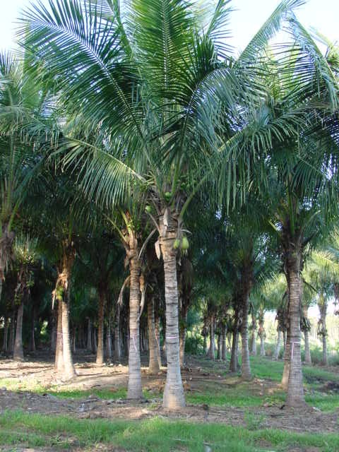 cocos-nucifera-green-malayan-coconut-palm