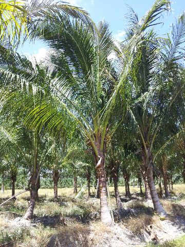 cocos-nucifera-green-malayan-coconut-palm