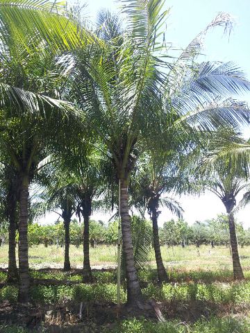 cocos-nucifera-green-malayan-coconut-palm