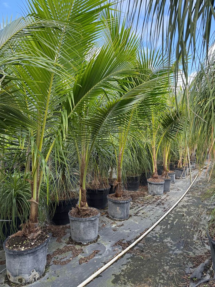 cocos-nucifera-green-malayan-coconut-palm