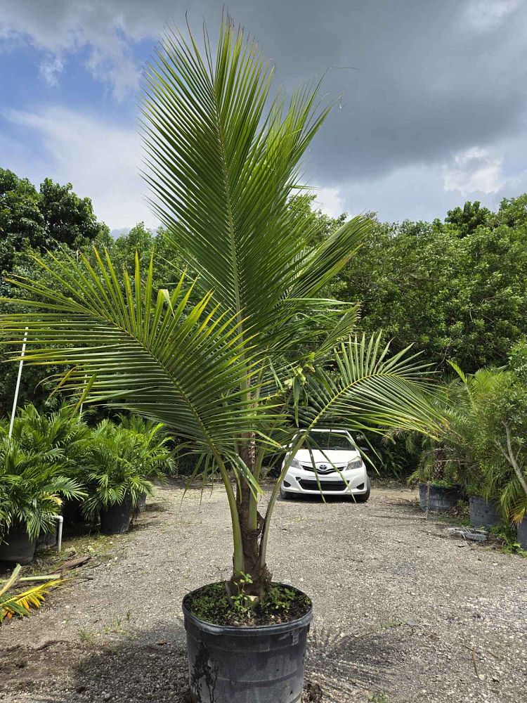 cocos-nucifera-green-malayan-coconut-palm