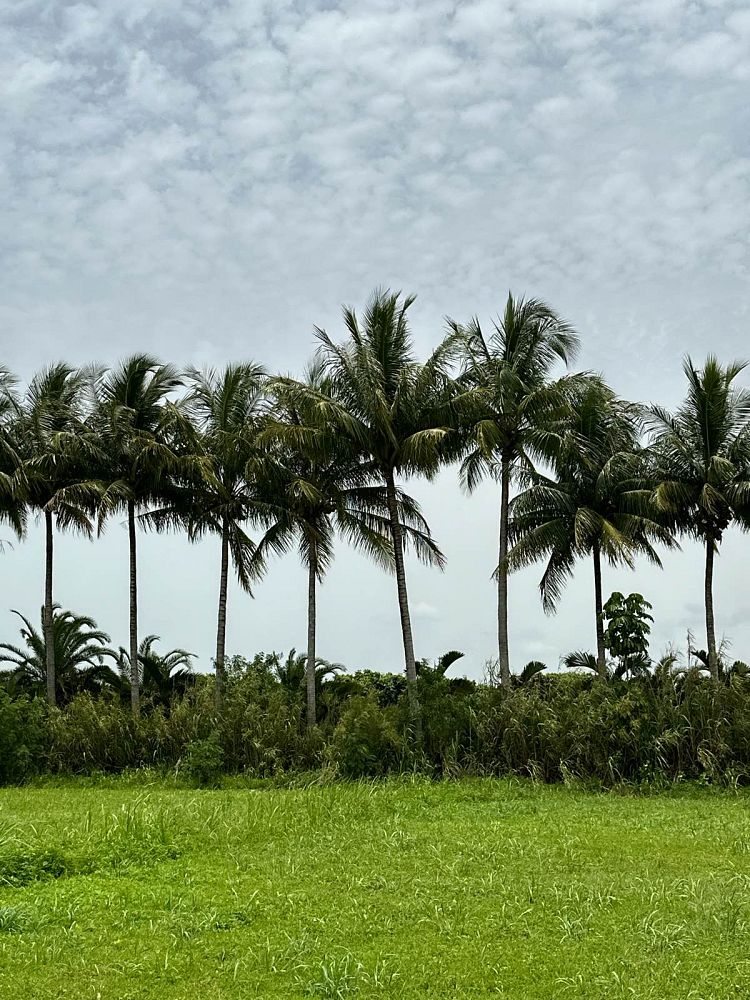 cocos-nucifera-green-malayan-coconut-palm