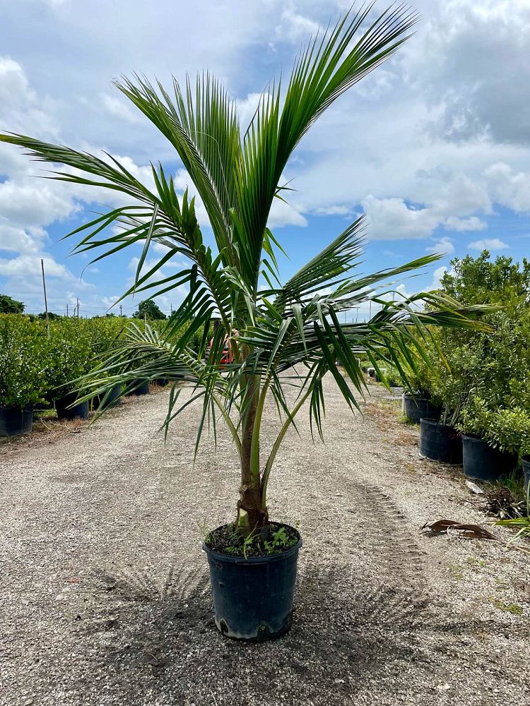 cocos-nucifera-green-malayan-coconut-palm