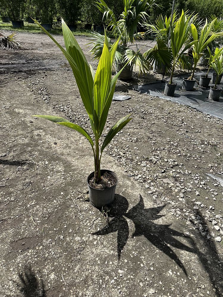 cocos-nucifera-green-malayan-coconut-palm