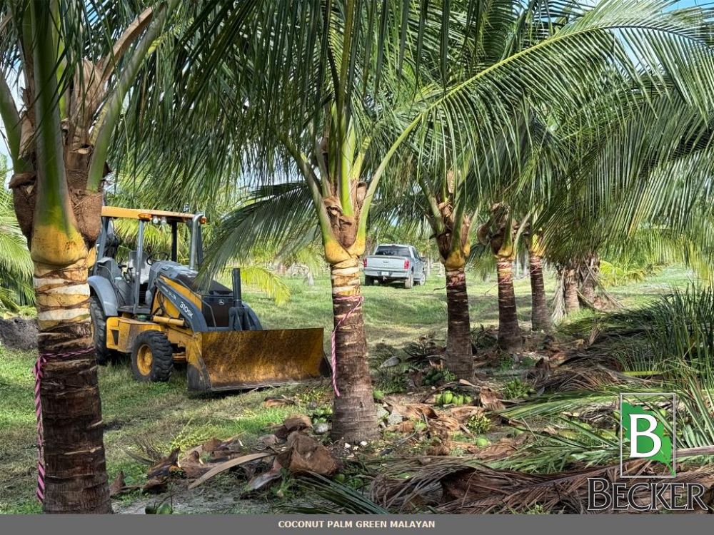 cocos-nucifera-green-malayan-coconut-palm