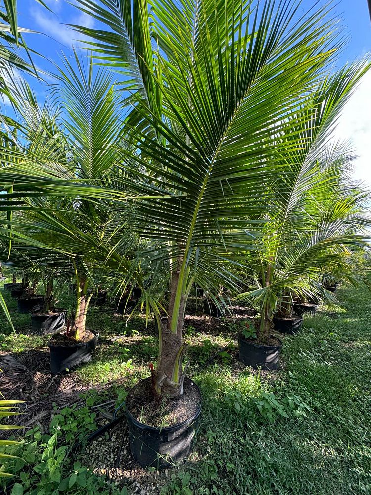 cocos-nucifera-green-malayan-coconut-palm