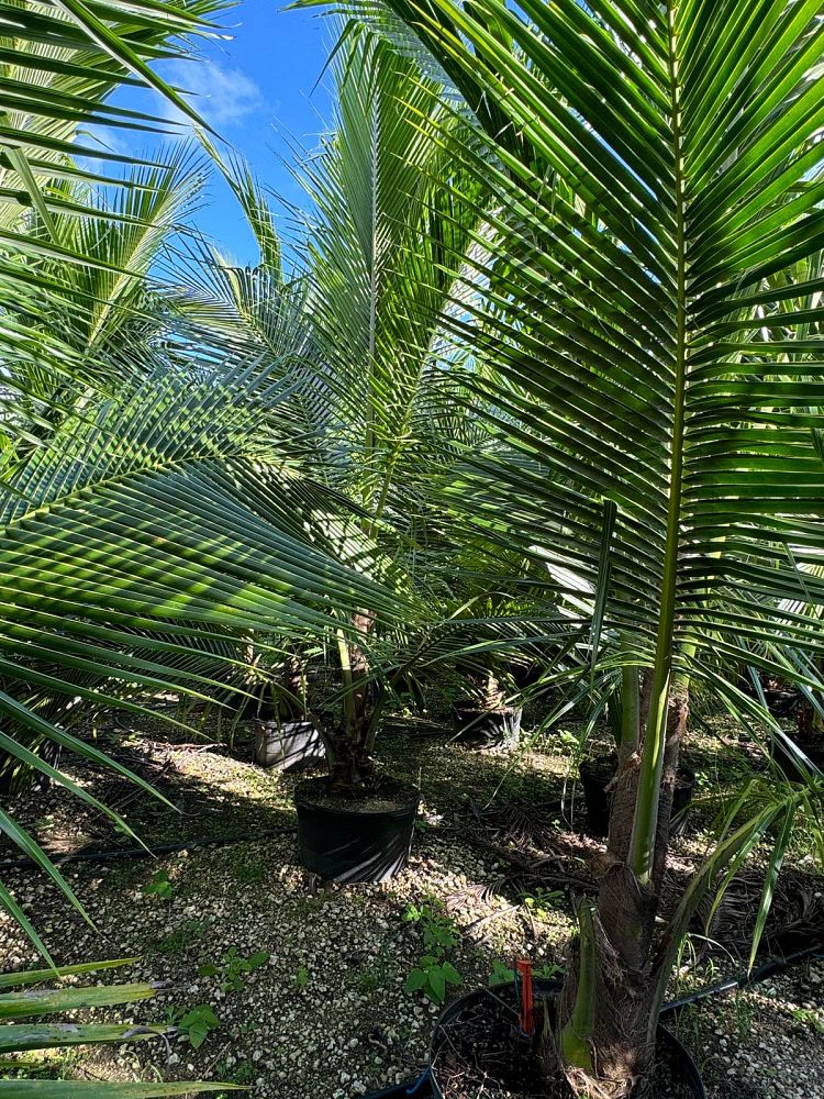 cocos-nucifera-green-malayan-coconut-palm