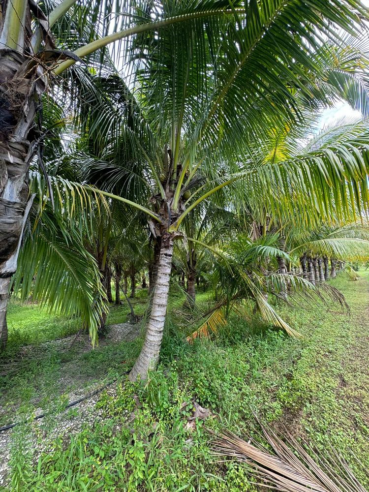 cocos-nucifera-green-malayan-coconut-palm