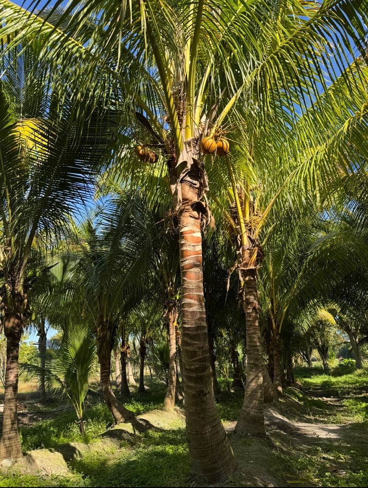 cocos-nucifera-green-malayan-coconut-palm