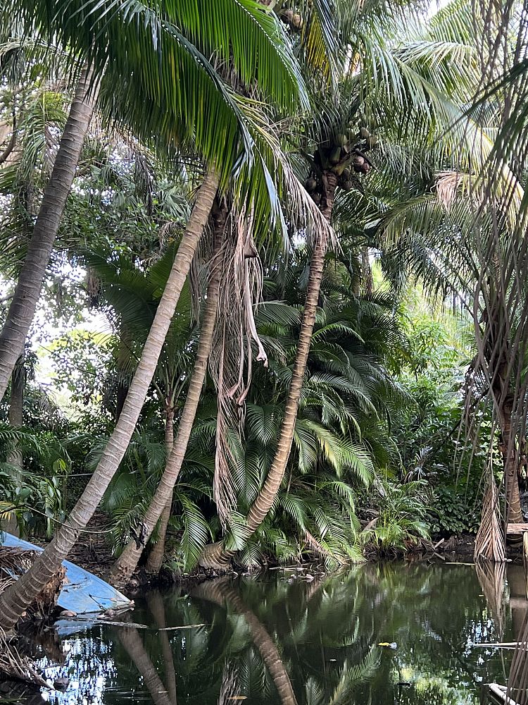 cocos-nucifera-green-maypan-coconut-palm