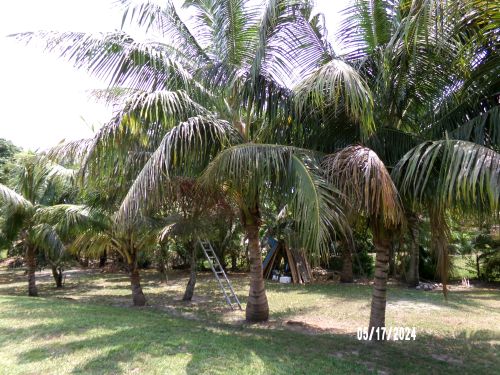 cocos-nucifera-green-maypan-coconut-palm