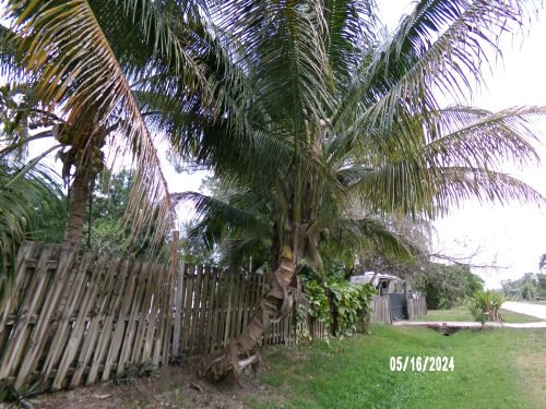 cocos-nucifera-green-maypan-coconut-palm