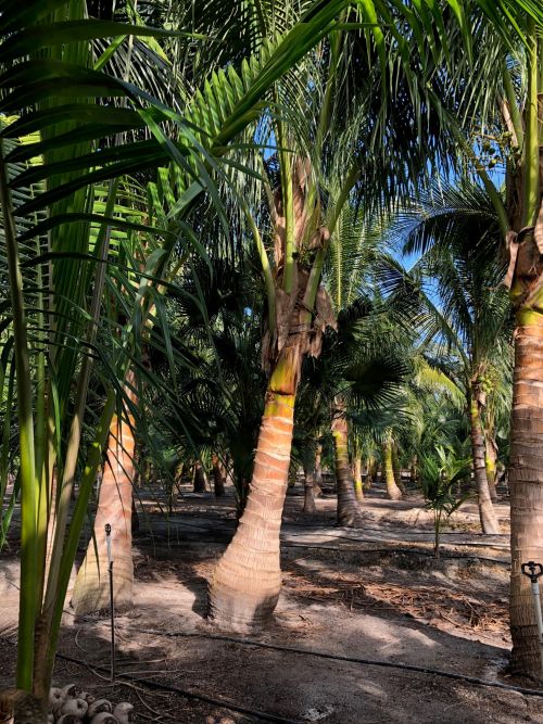 cocos-nucifera-green-maypan-coconut-palm