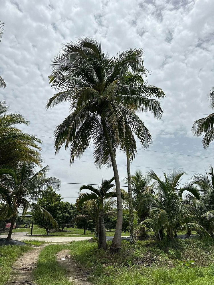 cocos-nucifera-malayan-coconut-palm