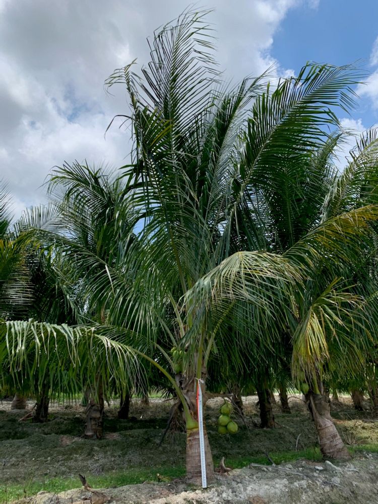 cocos-nucifera-maypan-coconut-palm