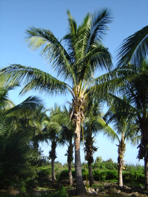 cocos-nucifera-maypan-coconut-palm