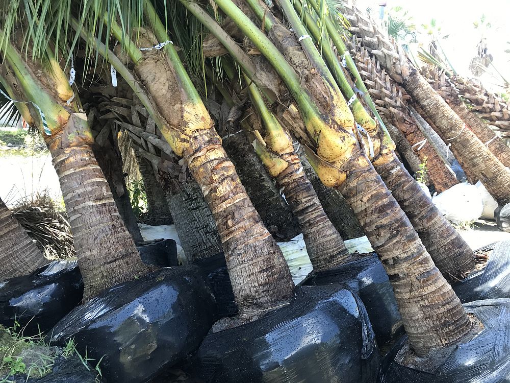 cocos-nucifera-maypan-coconut-palm